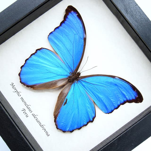 Real XL metallic blue Morpho butterfly framed taxidermy - Morpho menelaus alexandrovna - 6.1 inch wingspan