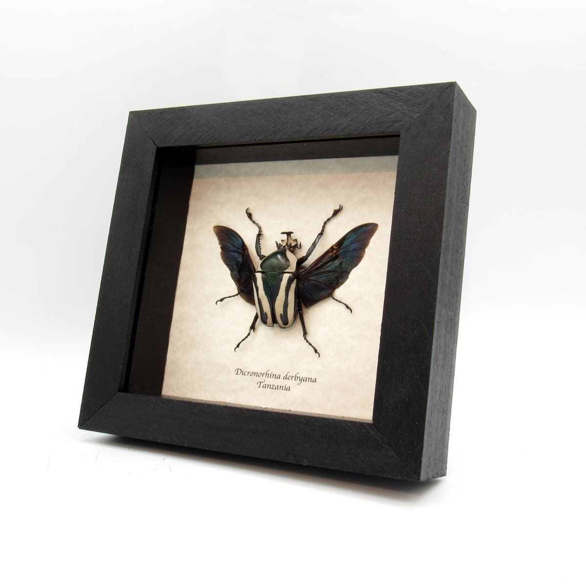 Real green Scarab beetle framed taxidermy - Dicronorhina derbyana