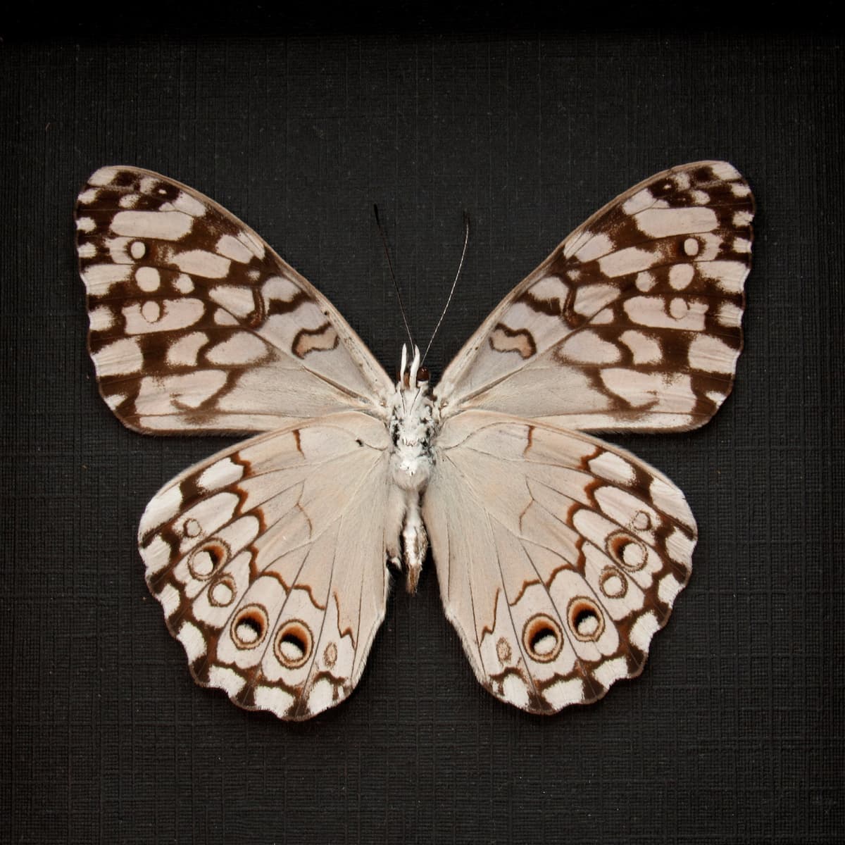 Real white butterfly framed taxidermy - Hamadryas feronia