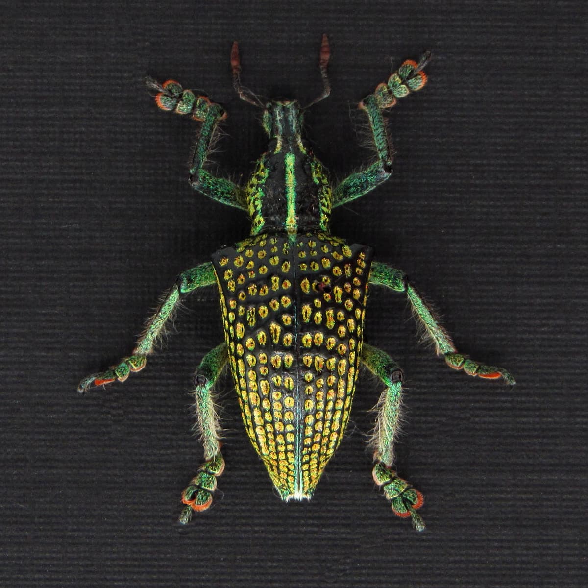 Rare glitter Weevil beetle framed taxidermy - Entimus imperialis