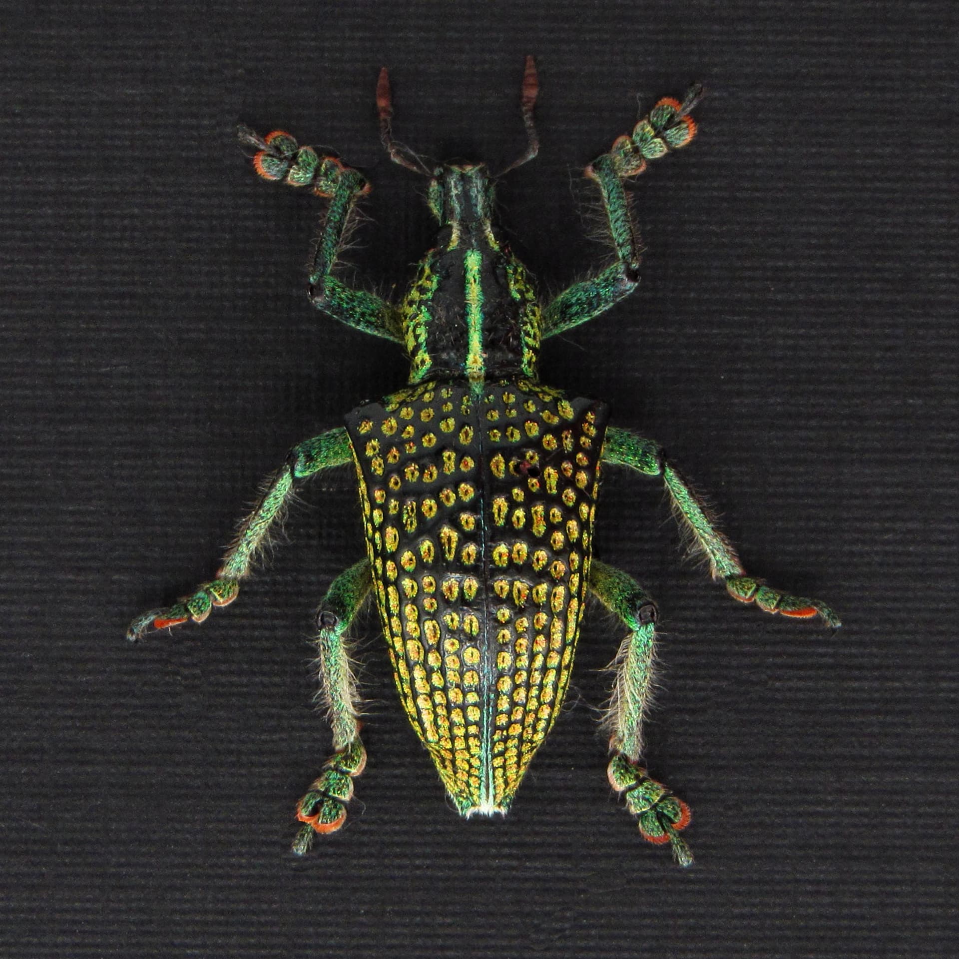 Rare glitter Weevil beetle framed taxidermy - Entimus imperialis