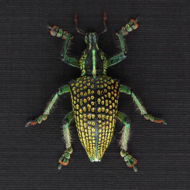Rare glitter Weevil beetle framed taxidermy - Entimus imperialis
