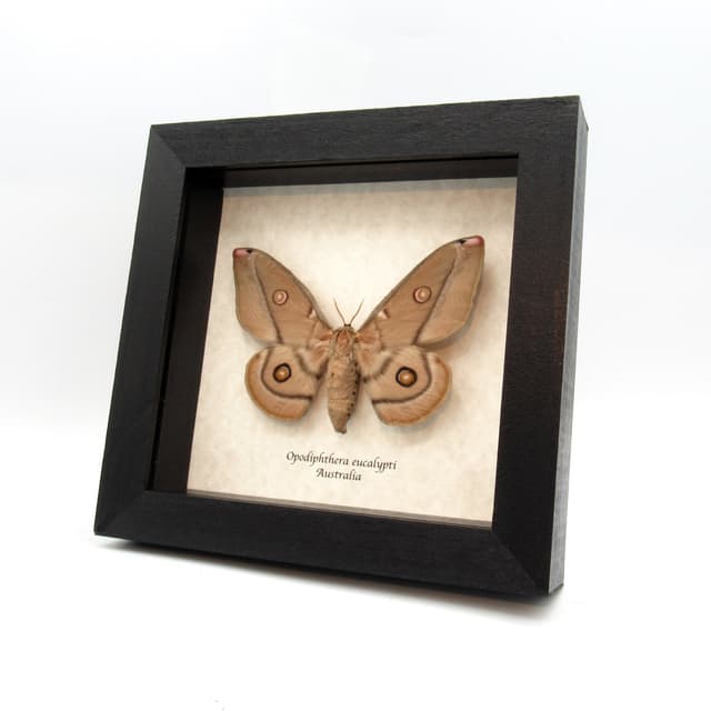 Rare Australian Emperor Gum moth framed taxidermy - Opodiphthera eucalypti - female