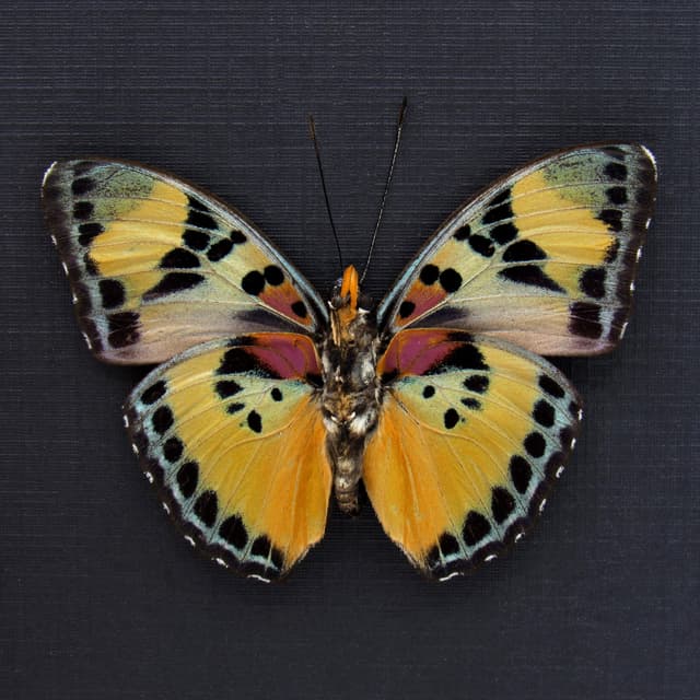 Rare Forester butterfly framed specimen - Euphaedra justicia