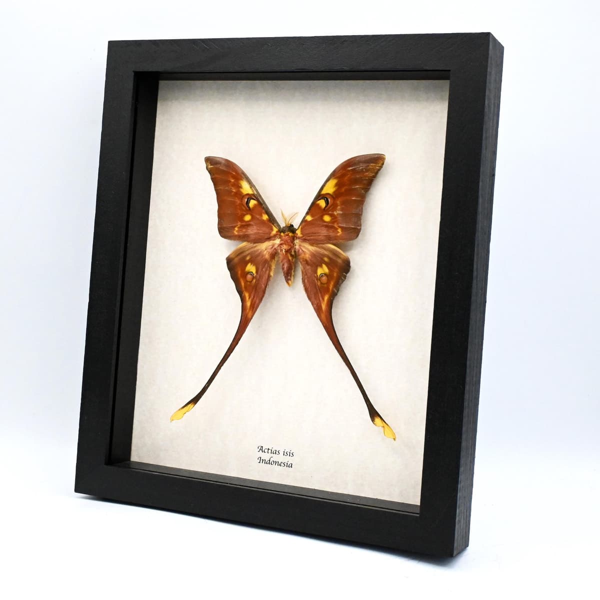 Rare Sulawesi Moon Moth framed taxidermy - Actias isis