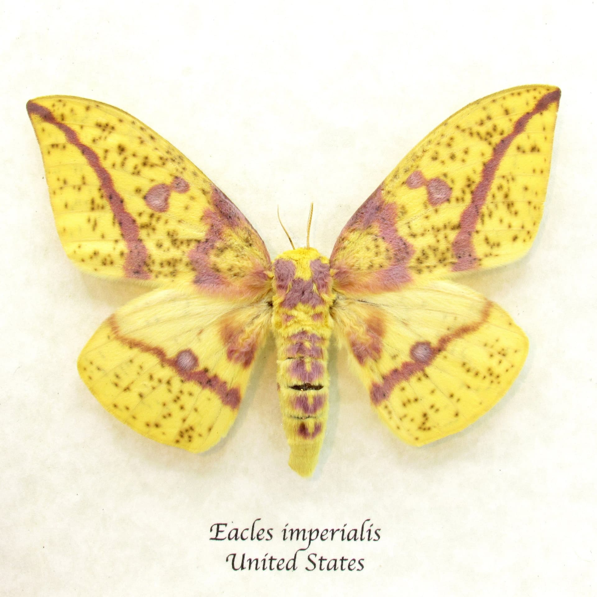 Real yellow Imperial moth framed taxidermy - Eacles imperialis - female