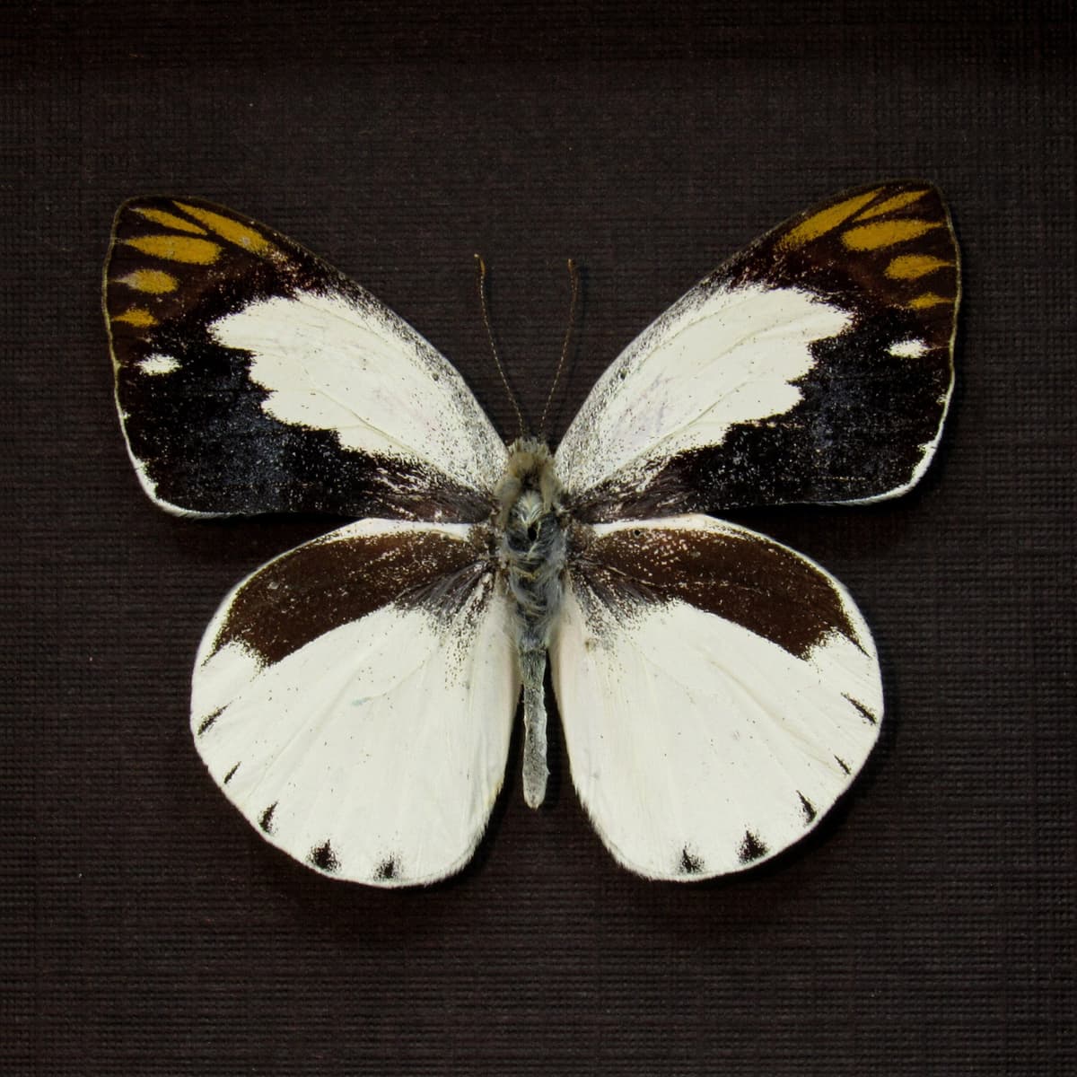 Real Banded Gold Tip butterfly framed taxidermy - Colotis eris