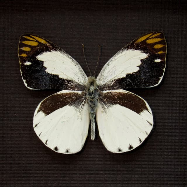 Real Banded Gold Tip butterfly framed taxidermy - Colotis eris