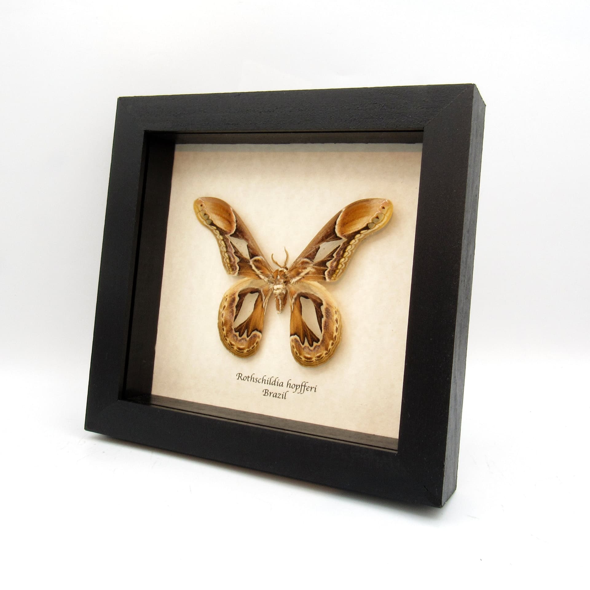 Rare Saturn moth framed taxidermy - Rothschildia hopfferi