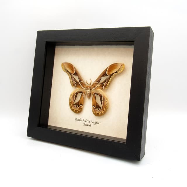Rare Saturn moth framed taxidermy - Rothschildia hopfferi