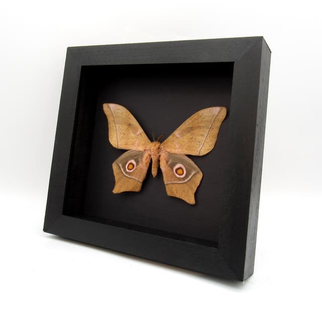 Large real Saturn moth framed taxidermy - Imbrasia epimethea