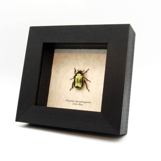 Real gold metallic jewel beetle framed taxidermy - Chrysina cupreomarginata