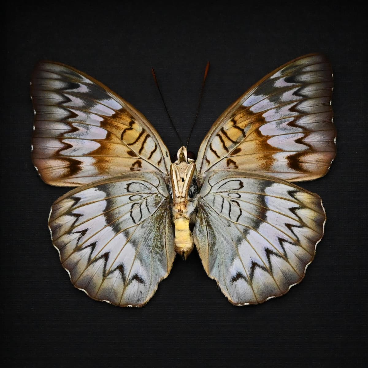 Rare Malay Baron butterfly framed taxidermy - Euthalia monina lividus