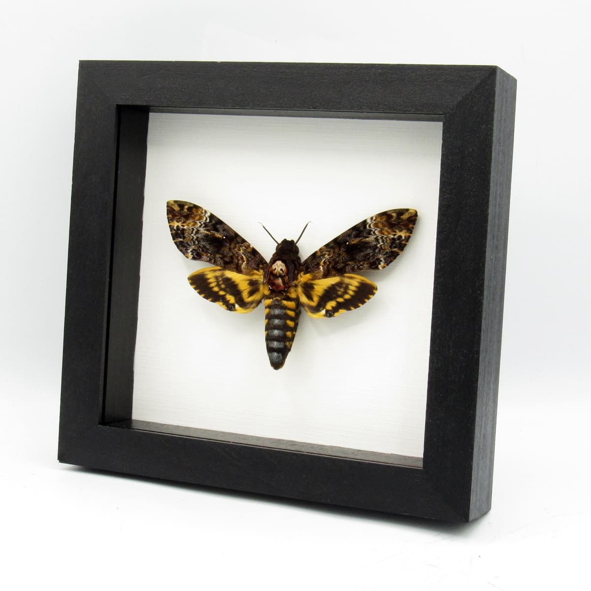 Real XL Deaths Head moth framed taxidermy - Acherontia lachesis - female