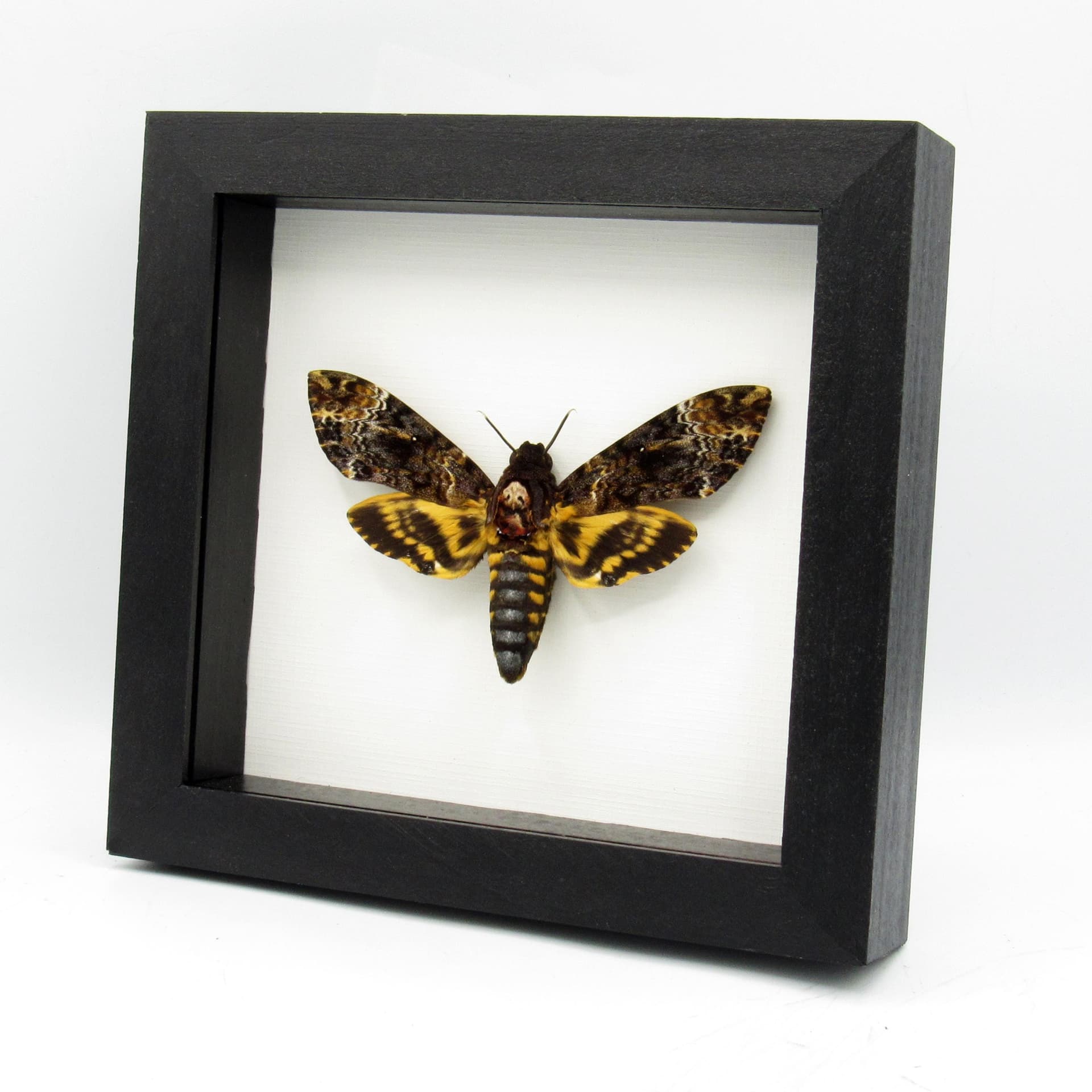 Real XL Deaths Head moth framed taxidermy - Acherontia lachesis - female