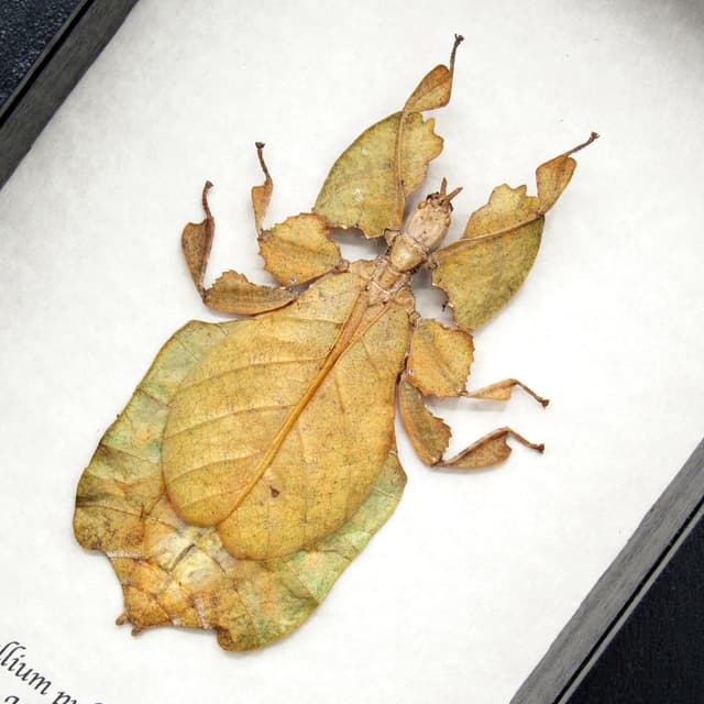 Rare brown Walking Leaf bug framed taxidermy - Phyllium pulchrifolium