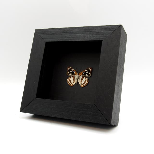 Real Metalmark butterfly framed taxidermy - Dynamine racidula