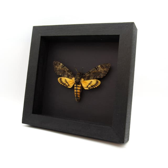 Real Lesser Deaths Head moth framed - Acherontia styx - XL female