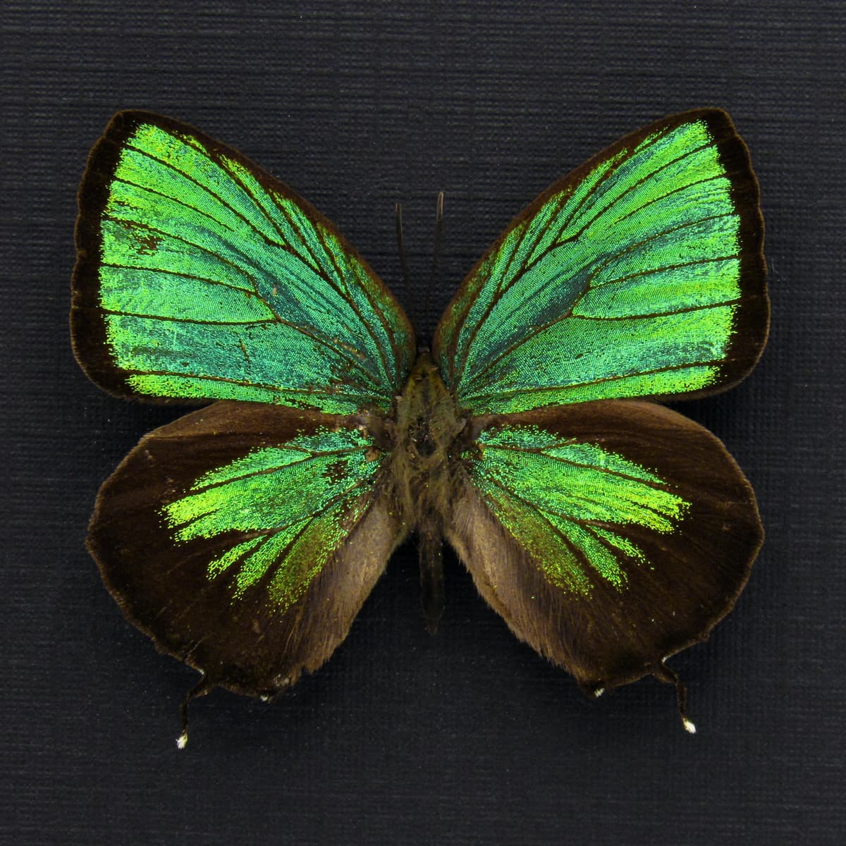 Rare iridescent green Lycaenid butterfly framed taxidermy - Arhopala eumolphus
