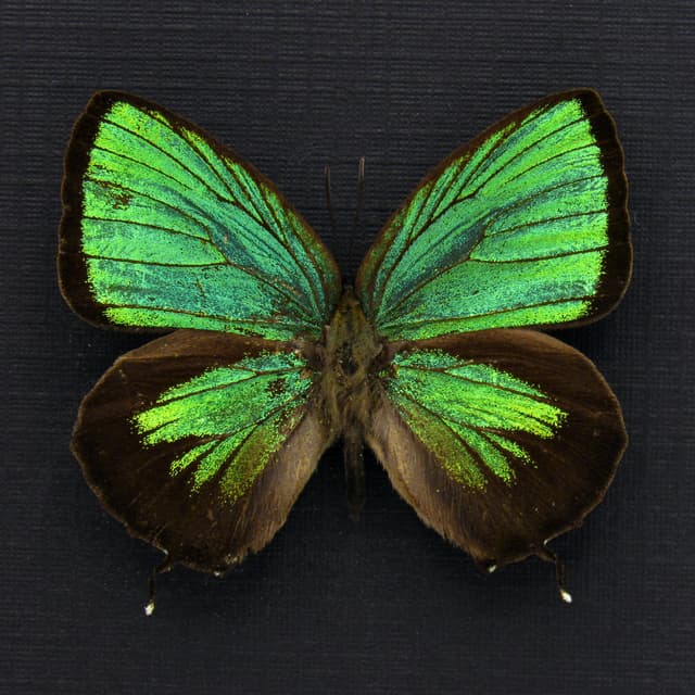 Rare iridescent green Lycaenid butterfly framed taxidermy - Arhopala eumolphus