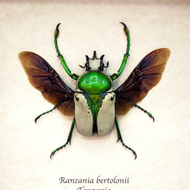 Real framed taxidermy flower beetle - Ranzania bertolonii