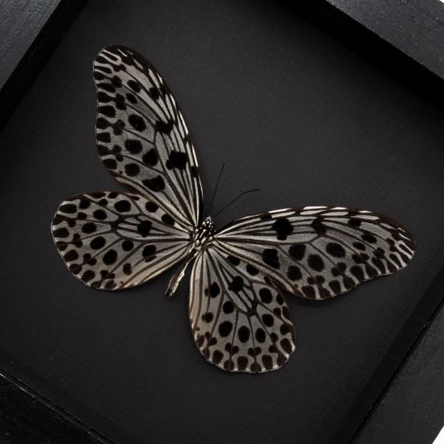 Real Tree Nymph butterfly framed taxidermy - Idea stolli