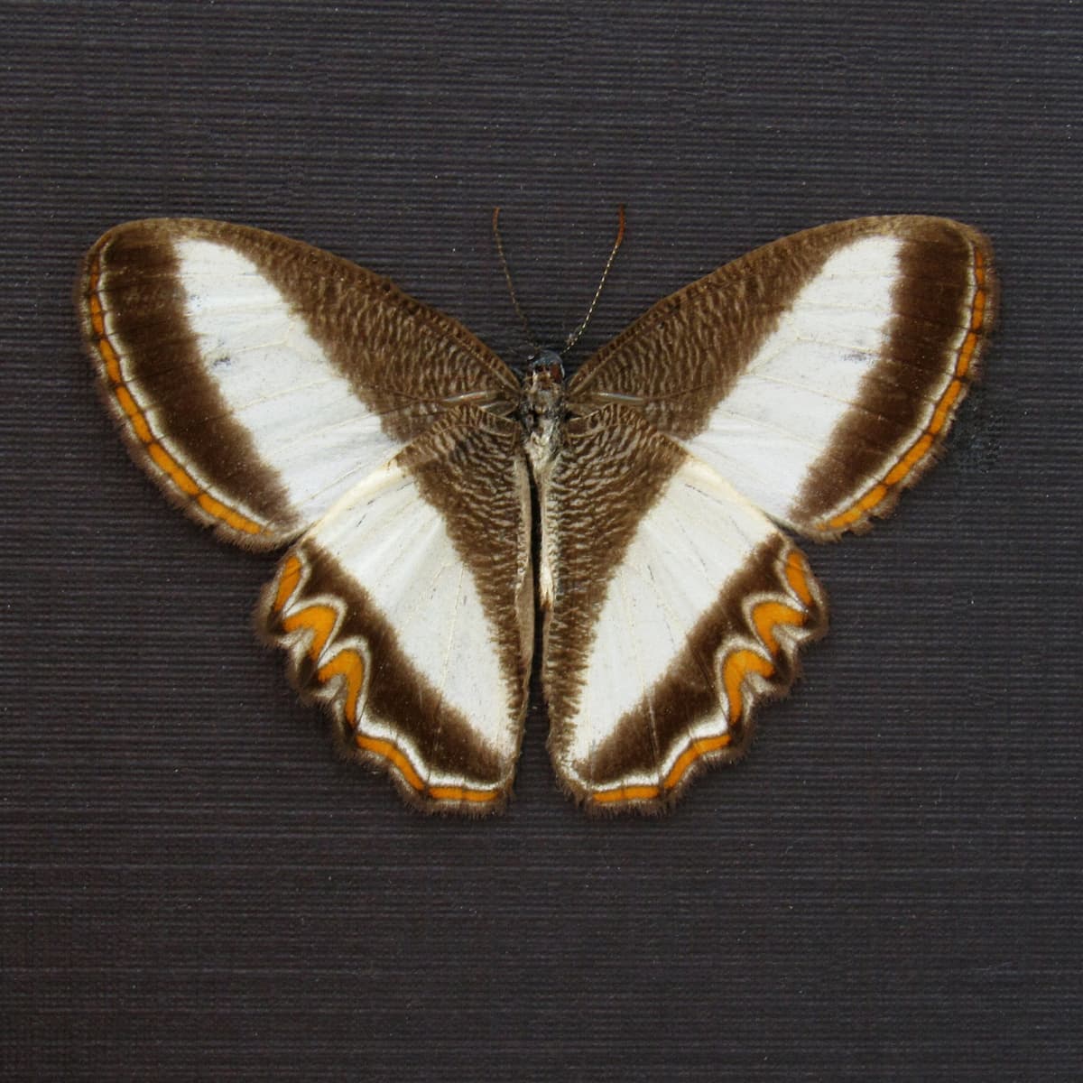Real tiny Nymphalid butterfly framed taxidermy - Oressinoma typhla - Victorian mount
