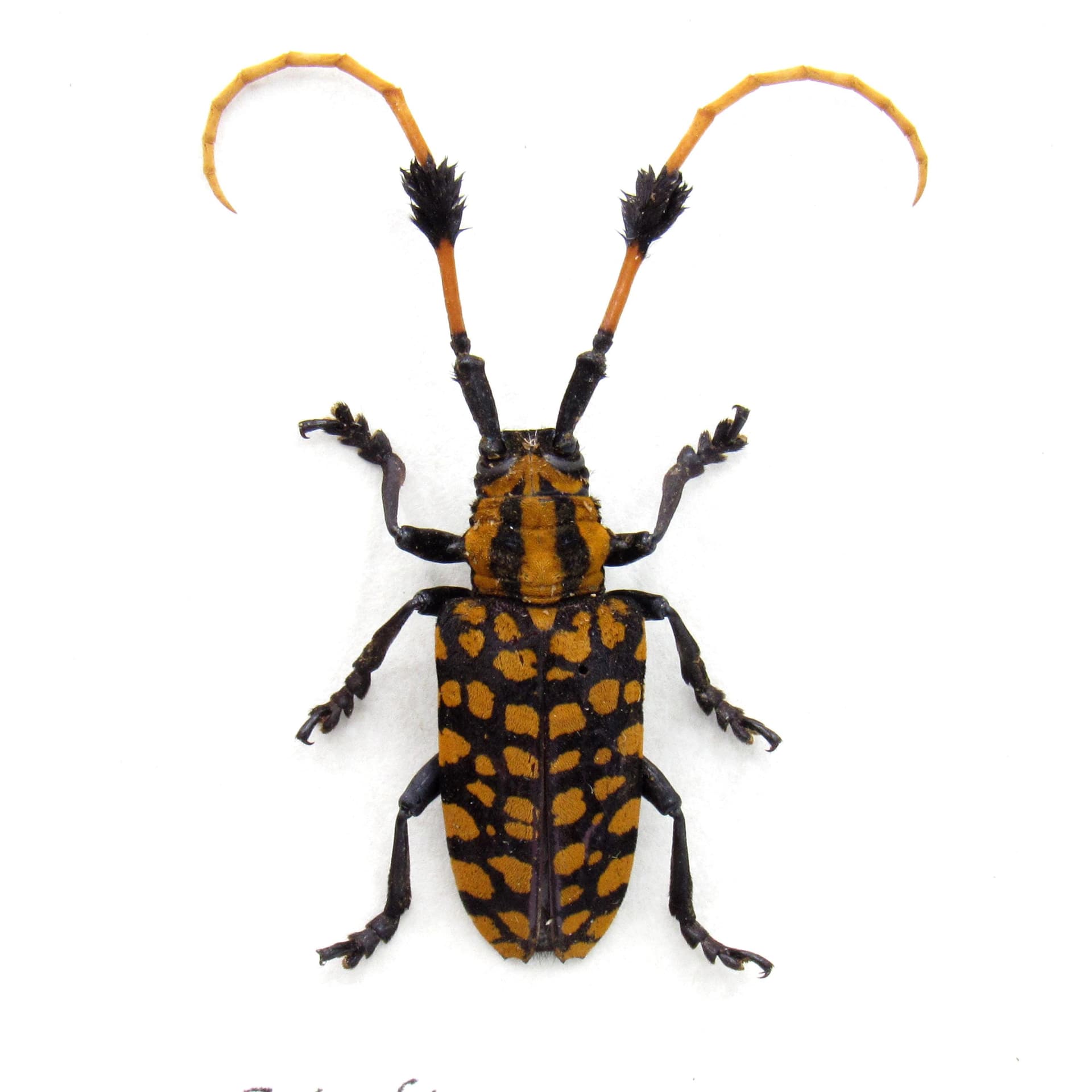 Real Longhorn beetle framed taxidermy - Aristobia approximator