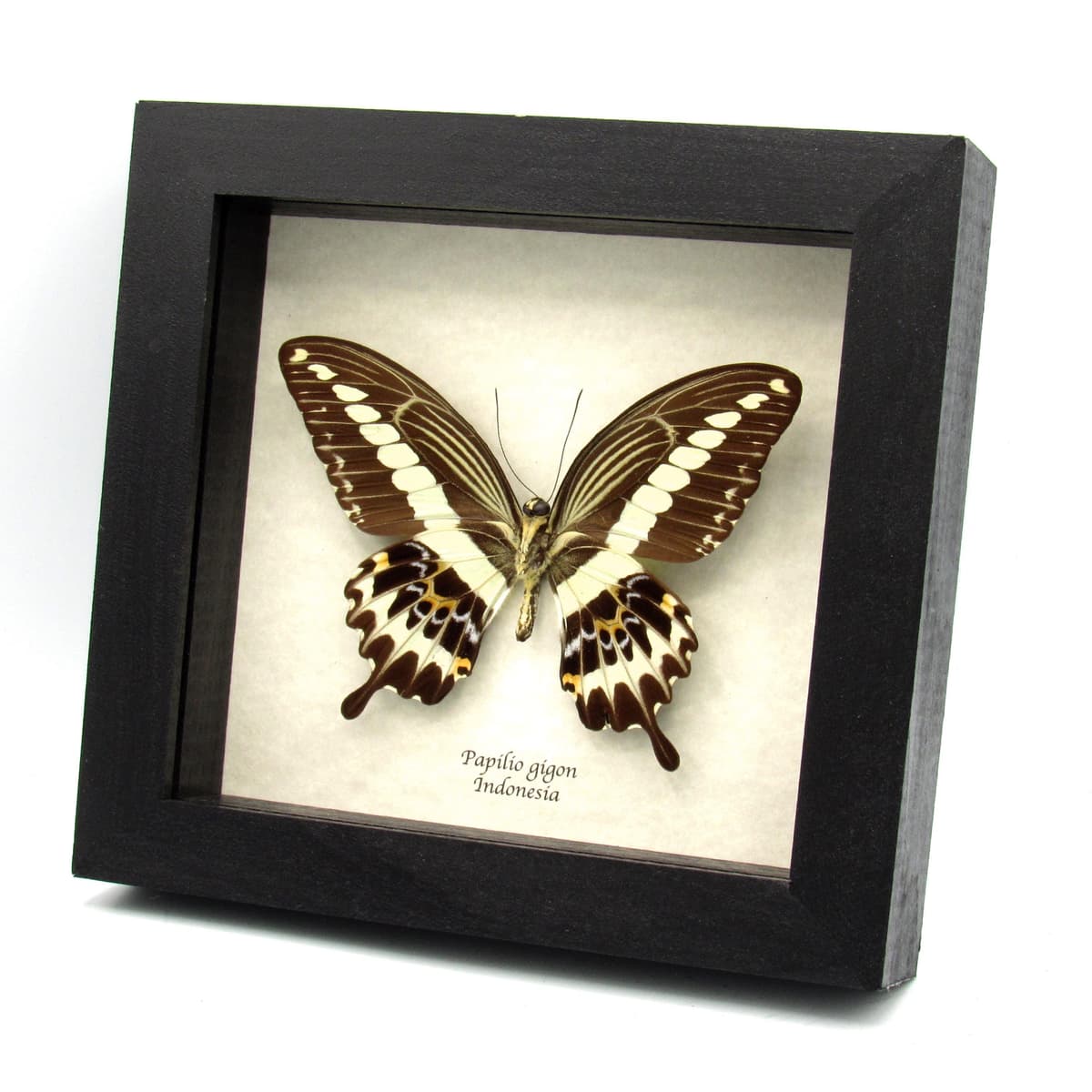 Real large Swallowtail butterfly framed taxidermy - Papilio gigon