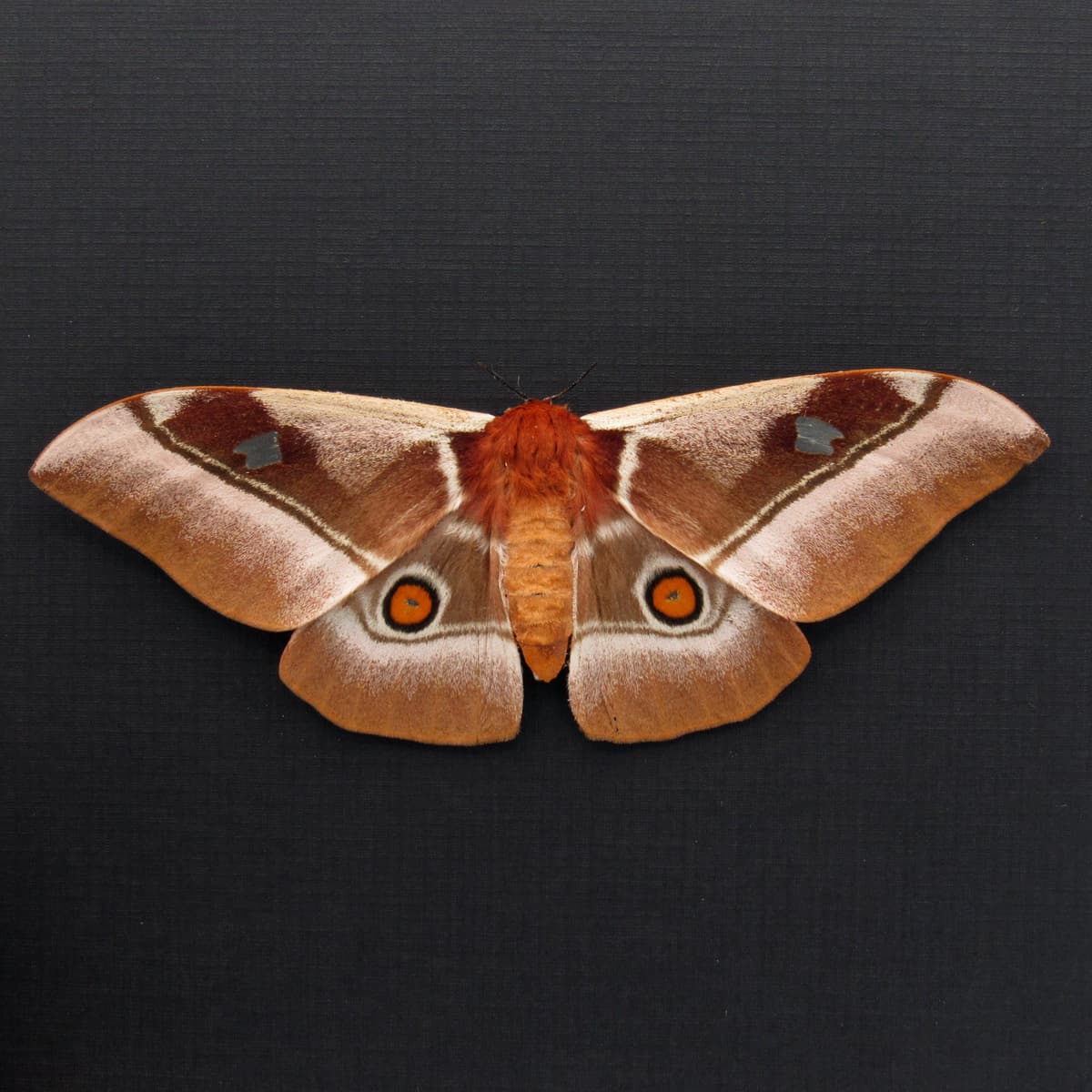 Real Pink African Emperor moth framed taxidermy - Bunaea alcinoe - female - Victorian mount