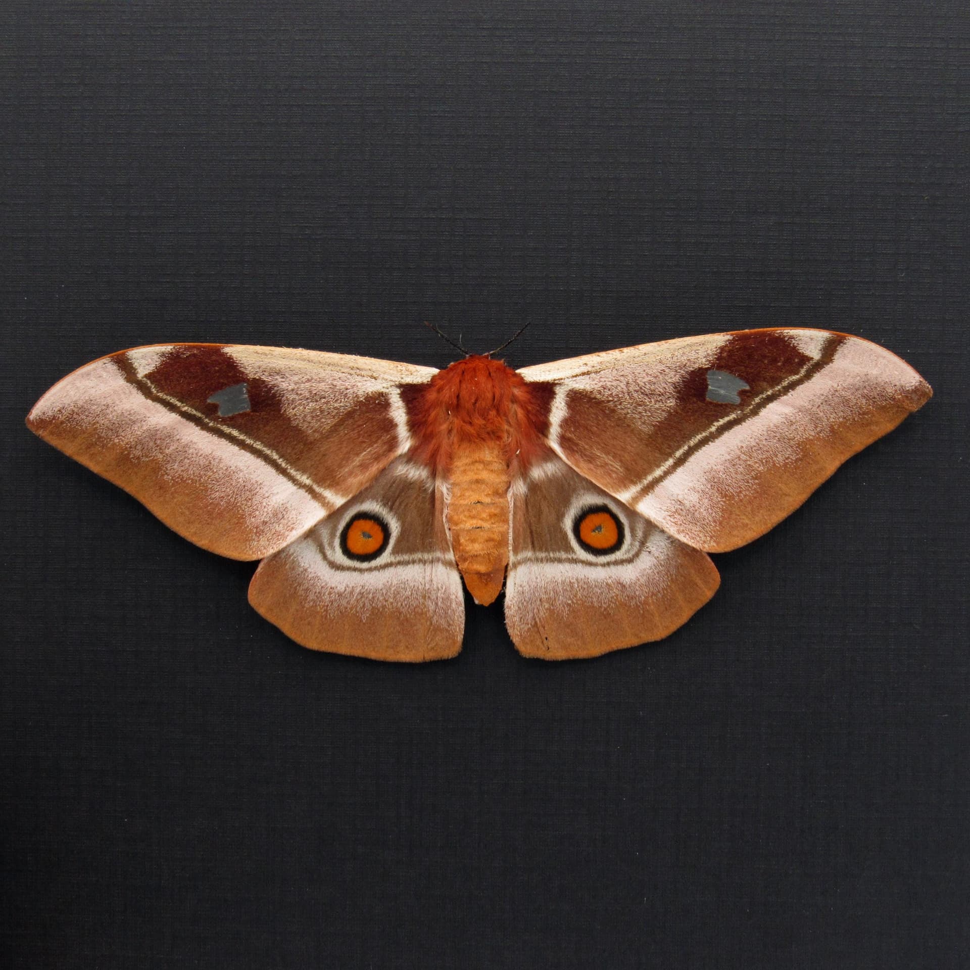 Real Pink African Emperor moth framed taxidermy - Bunaea alcinoe - female - Victorian mount
