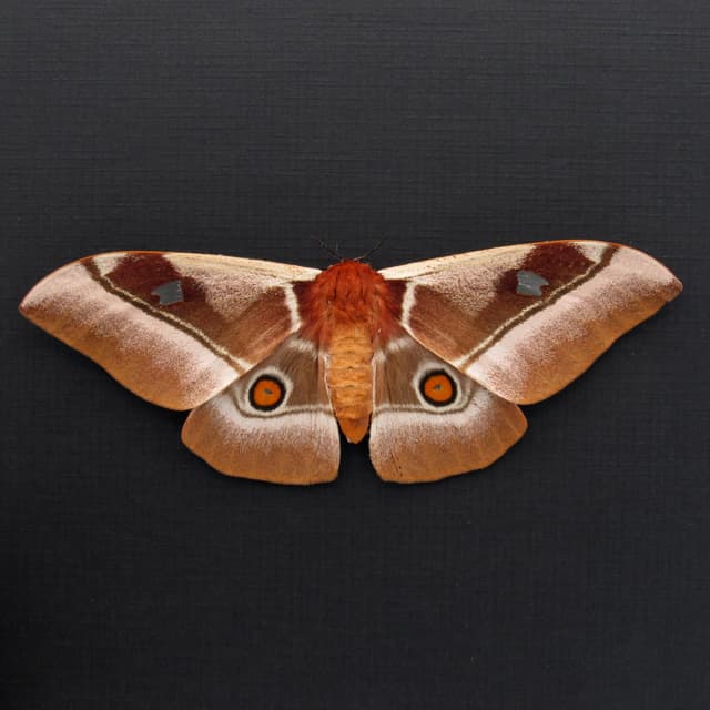 Real Pink African Emperor moth framed taxidermy - Bunaea alcinoe - female - Victorian mount
