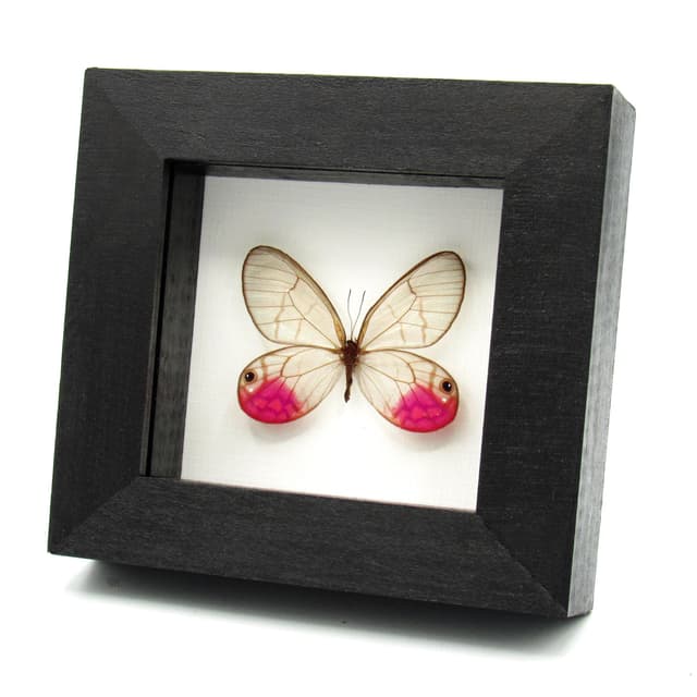 Rare fuchsia glasswing butterfly framed taxidermy - Cithaerias phantoma