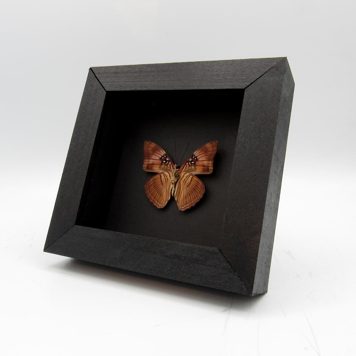 Real Mesentina Sister butterfly framed taxidermy - Adelpha mesentina