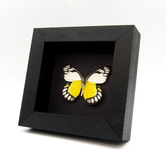 Real yellow Delias butterfly framed taxidermy - Delias themis soteira