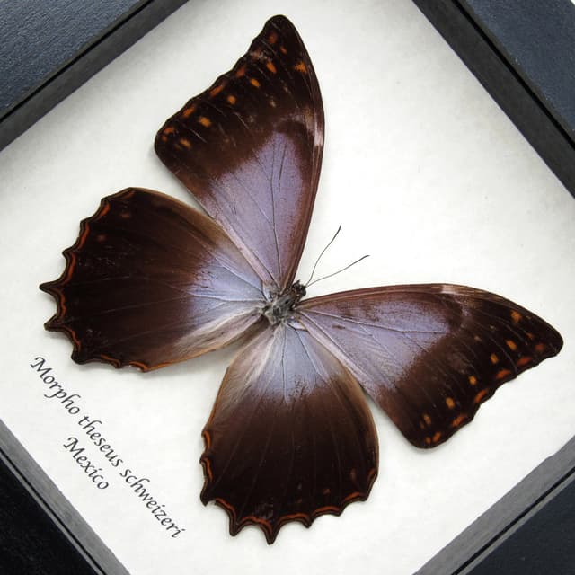 Rare purple Morpho butterfly framed taxidermy - Morpho theseus schweizeri
