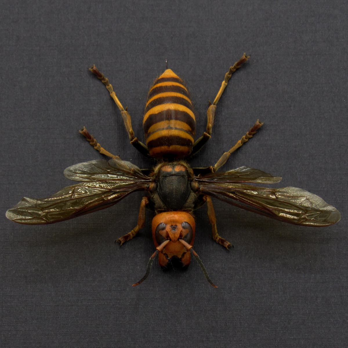Real Giant Queen Murder Hornet framed taxidermy - Vespa mandarinia japonica