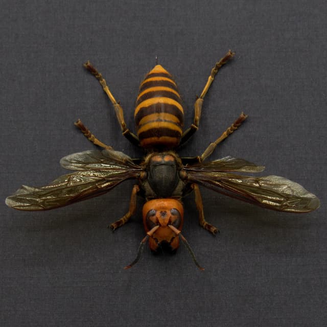 Real Giant Queen Murder Hornet framed taxidermy - Vespa mandarinia japonica