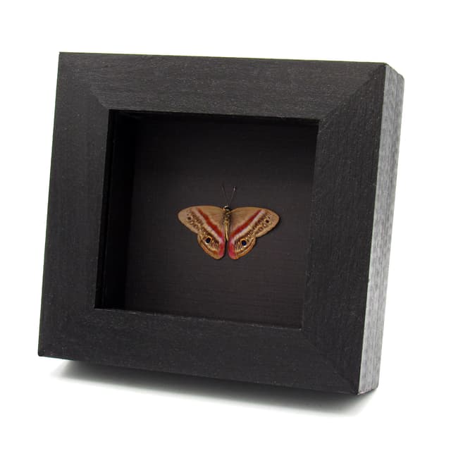 Rare magenta Metalmark butterfly framed taxidermy - Euselasia orba - Victorian mount