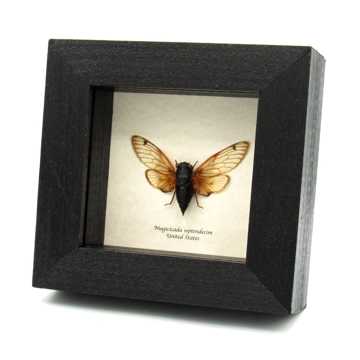 Real 17 Year Pharaoh Periodical Cicada framed taxidermy - Magicicada septendecim - 2024