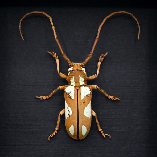 Real Longhorn beetle framed taxidermy - Prosopocera lactator - female
