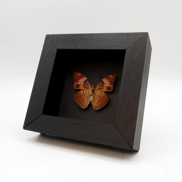 Real Mesentina Sister butterfly framed taxidermy - Adelpha mesentina