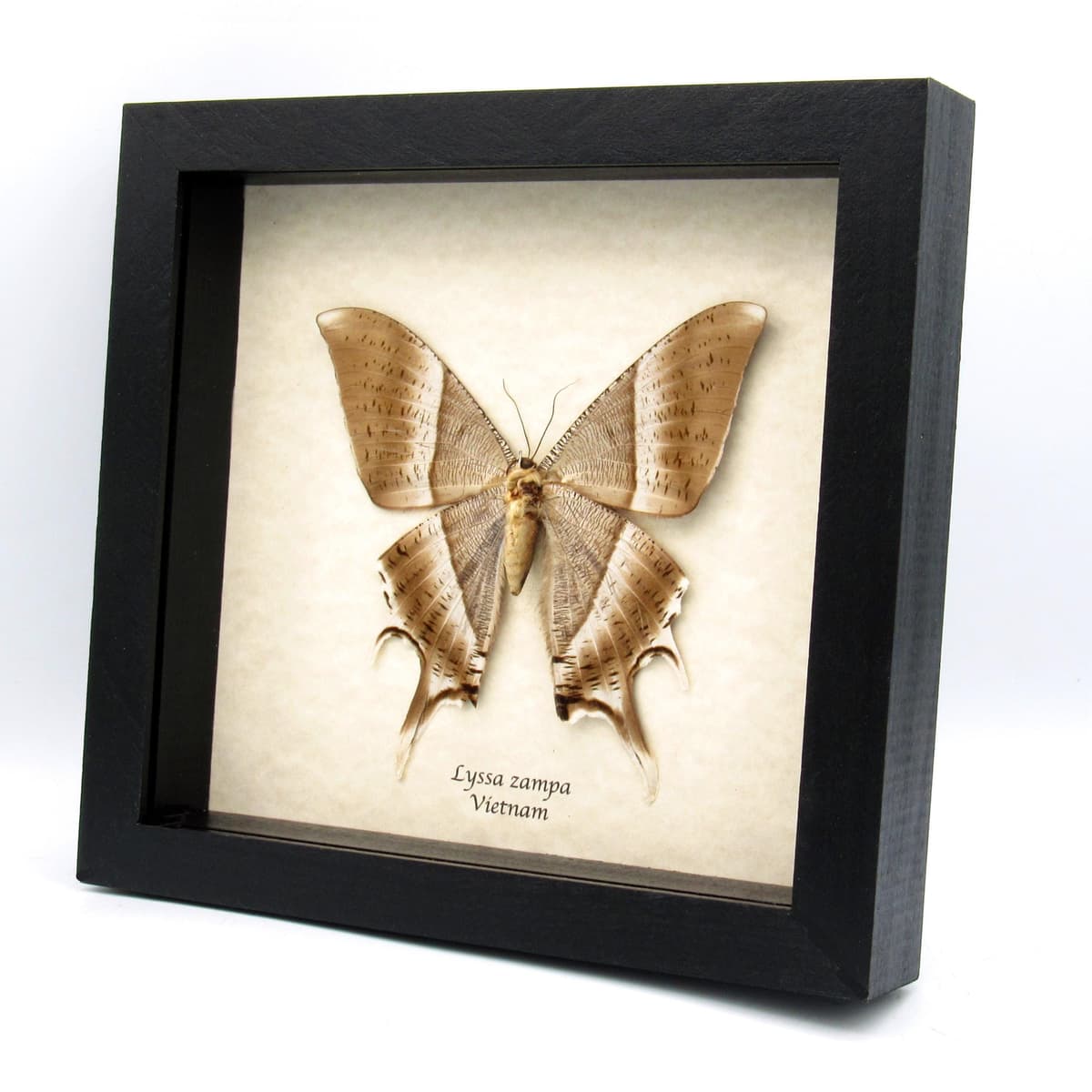 Giant Tropical Swallowtail Moth framed taxidermy - Lyssa zampa - XL female