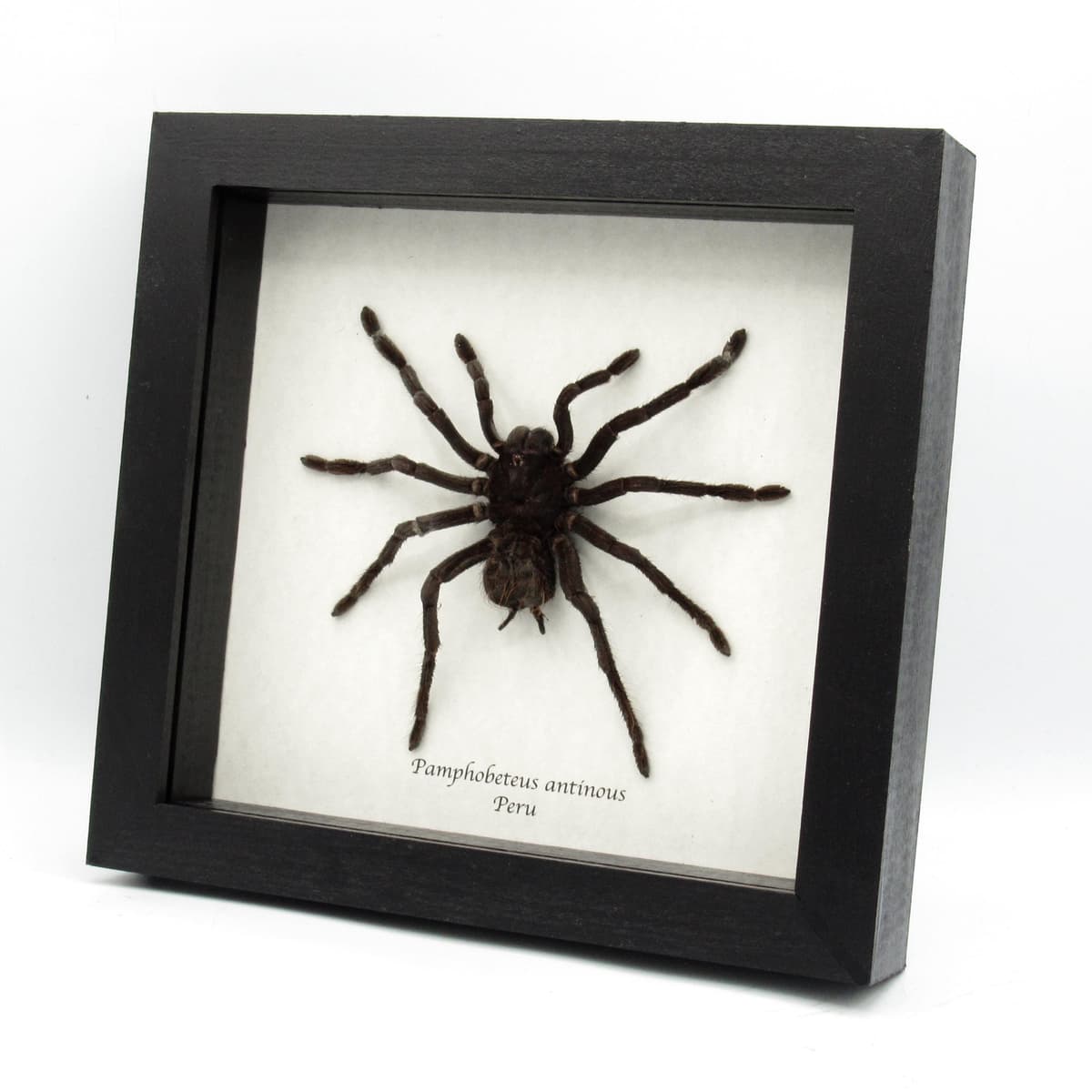 Real XL Bolivian Blue Leg Birdeater Tarantula framed taxidermy - Pamphobeteus antinous - female
