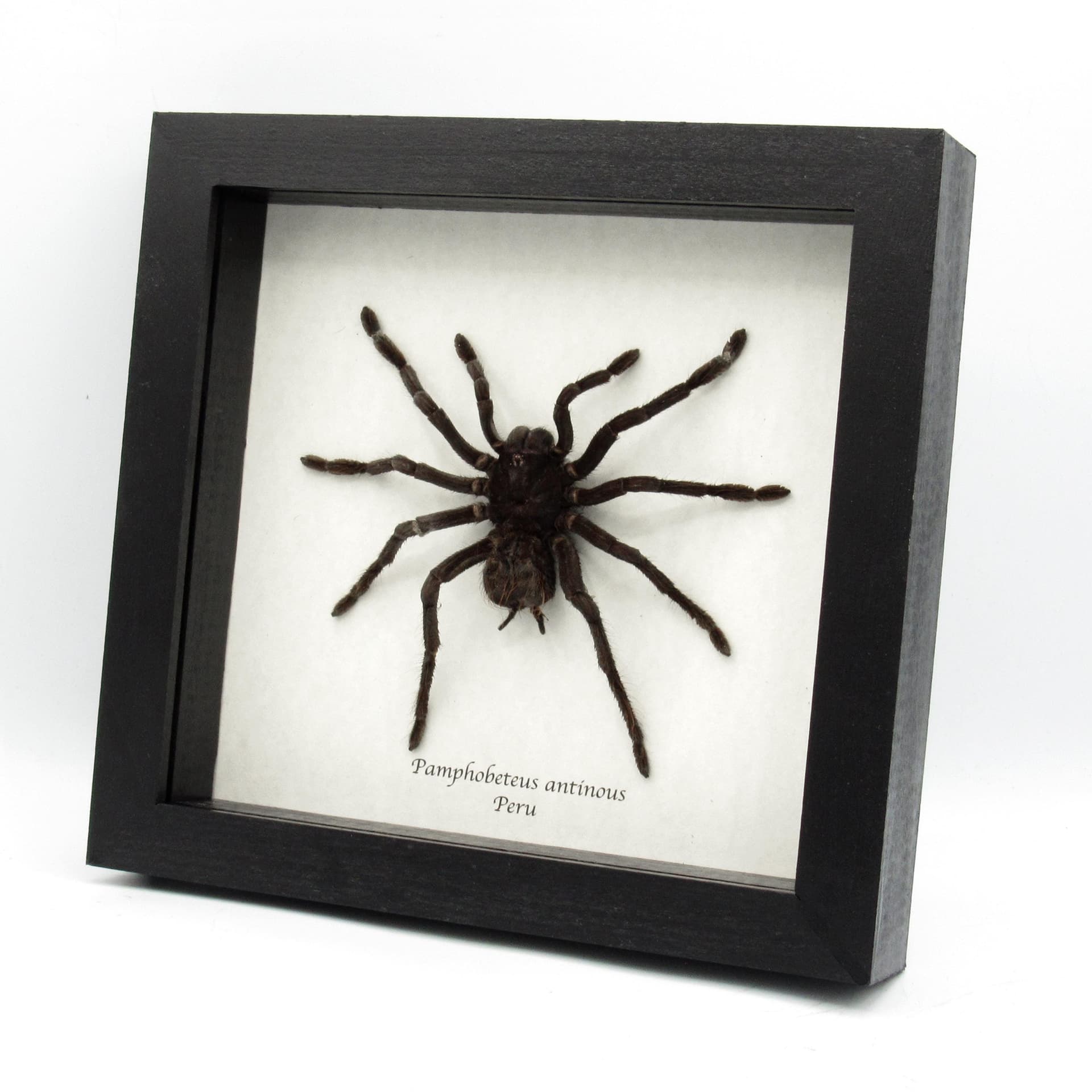 Real XL Bolivian Blue Leg Birdeater Tarantula framed taxidermy - Pamphobeteus antinous - female