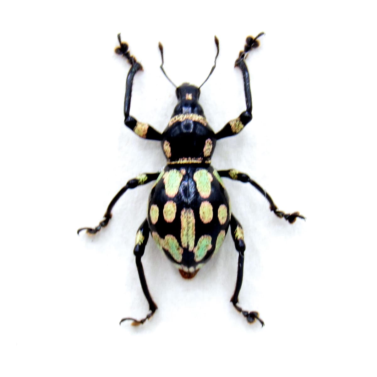 Rare weevil beetle framed specimen - Metapocyrtus species - large female