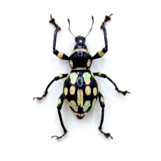 Rare weevil beetle framed specimen - Metapocyrtus species - large female