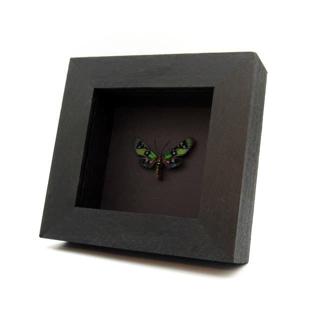 Rare metallic green Princely tiger moth framed taxidermy - Chrysocale principalis