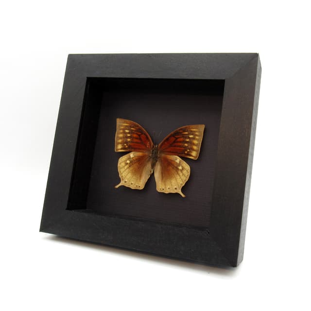 Rare Noble Wing butterfly framed taxidermy - Anaea nobilis - female