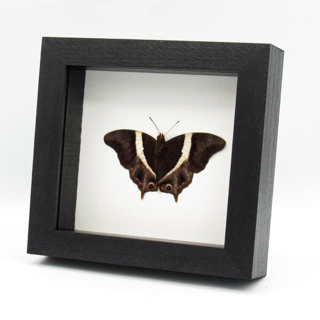 Rare Ussher's Palla butterfly framed taxidermy - Palla ussheri - Victorian mount